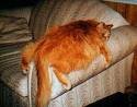 Nude Fat Cat 